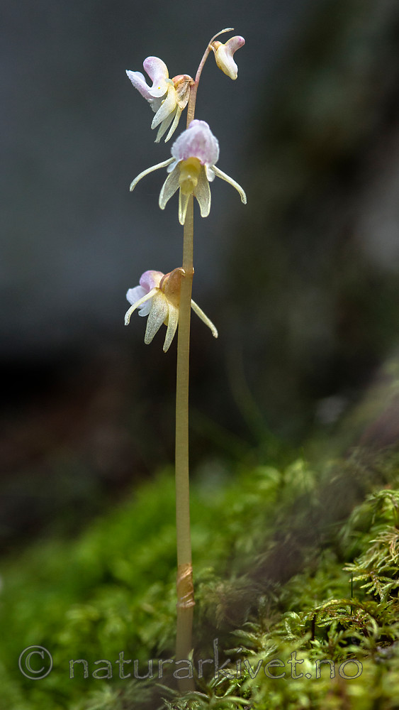 BB 12 0385 / Epipogium aphyllum / Huldreblom