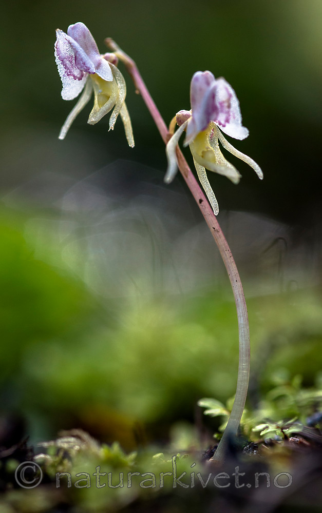 BB 12 0386 / Epipogium aphyllum / Huldreblom