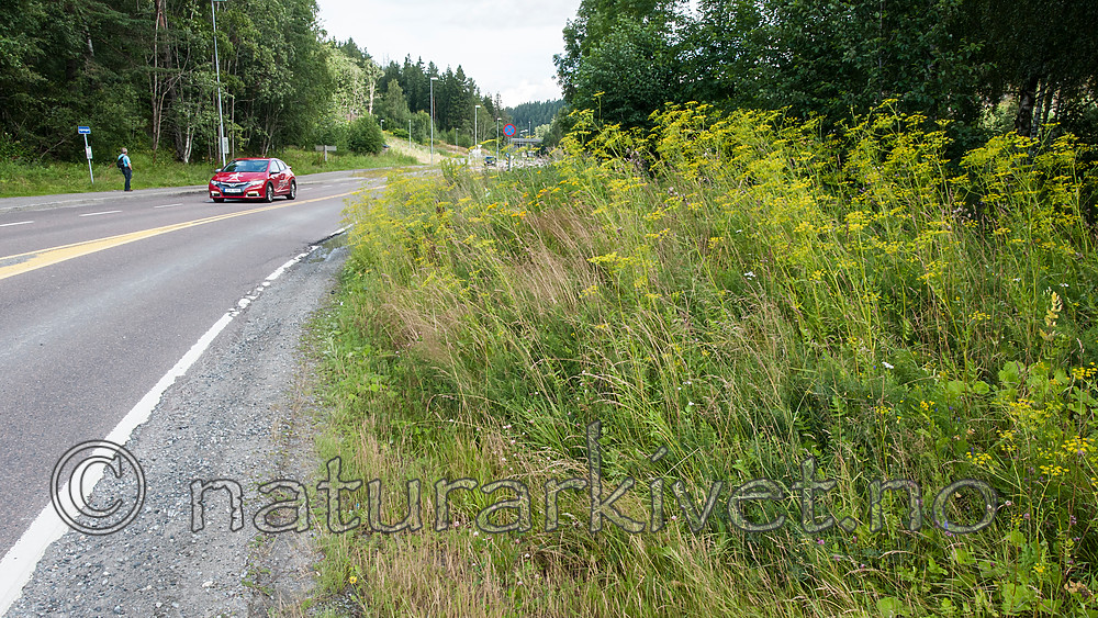 BB 12 0387 / Pastinaca sativa / Pastinakk <br /> Pastinaca sativa hortensis / Hagepastinakk