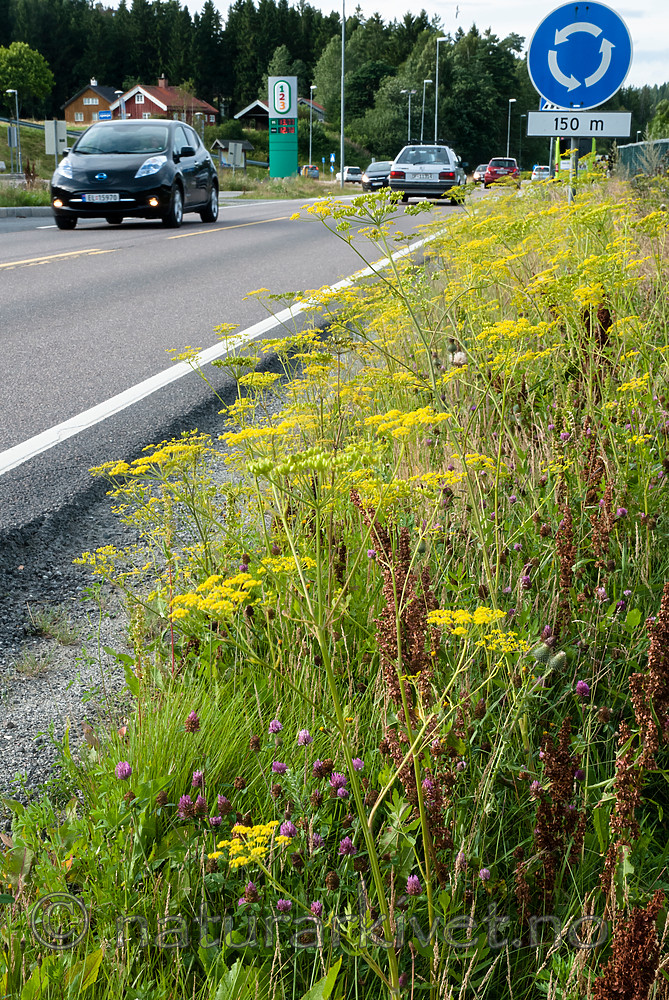 BB 12 0391 / Pastinaca sativa / Pastinakk <br /> Pastinaca sativa hortensis / Hagepastinakk <br /> Rumex longifolius / Høymol <br /> Trifolium pratense / Rødkløver