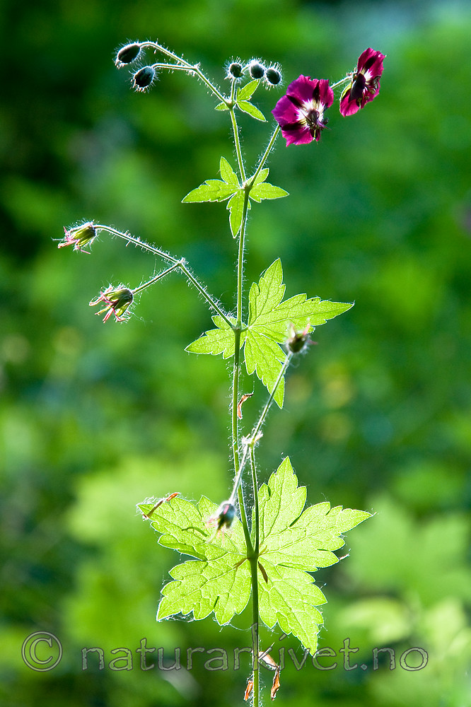 BB 12 0394 / Geranium phaeum / Brunstorkenebb