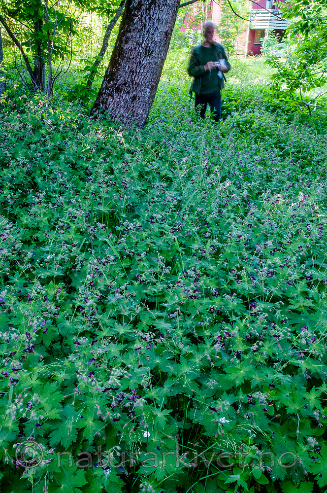 BB 12 0395 / Geranium phaeum / Brunstorkenebb