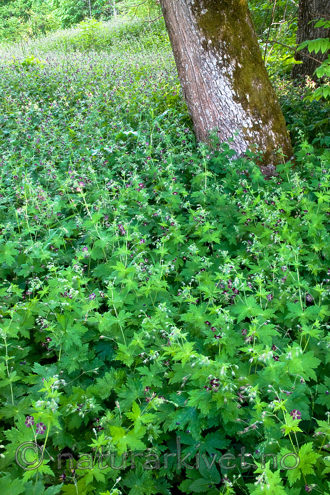 BB 12 0396 / Geranium phaeum / Brunstorkenebb