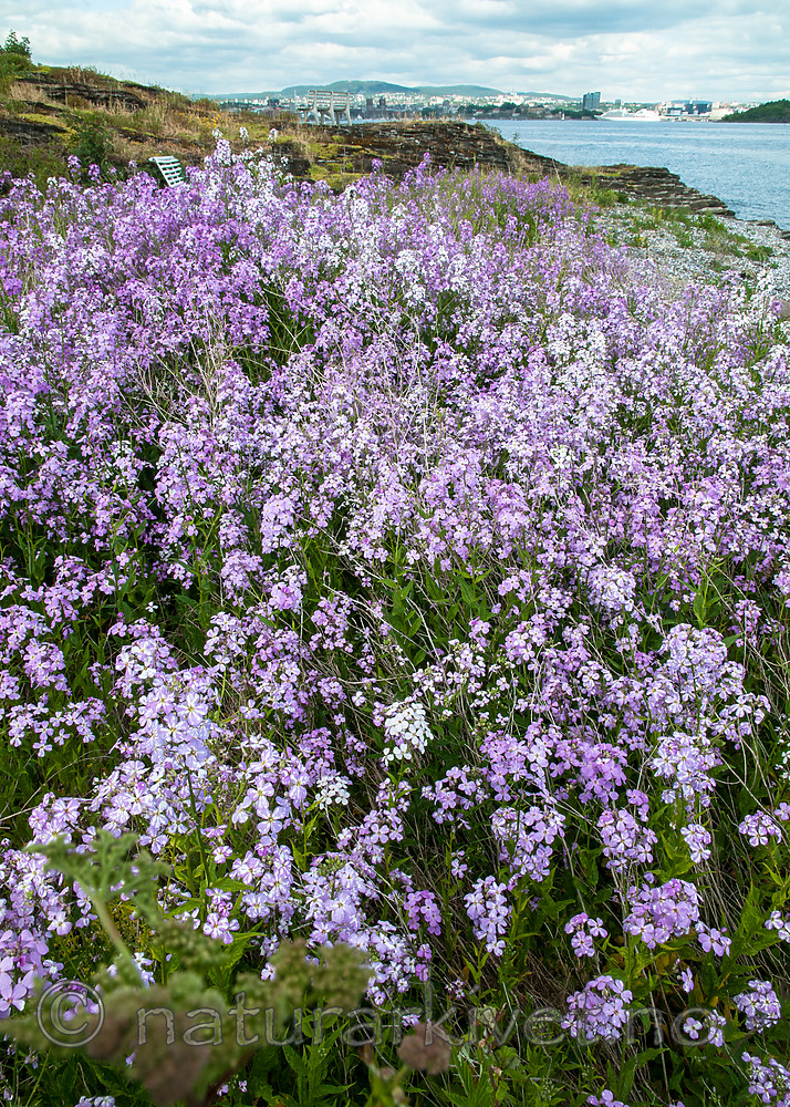BB 12 0398 / Hesperis matronalis / Dagfiol