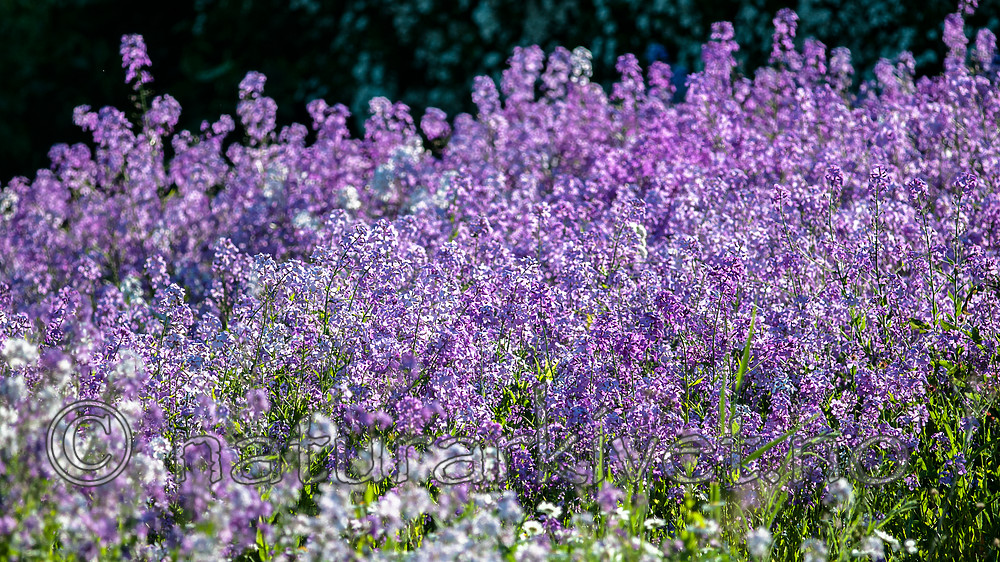 BB 12 0401 / Hesperis matronalis / Dagfiol