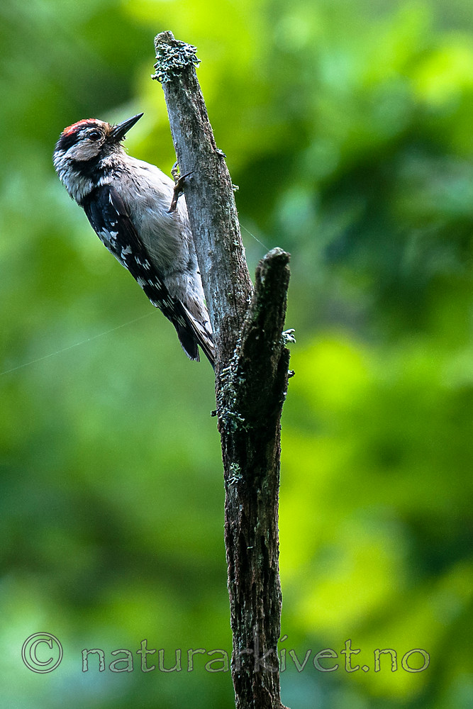 BB 12 0409 / Dendrocopos minor / Dvergspett