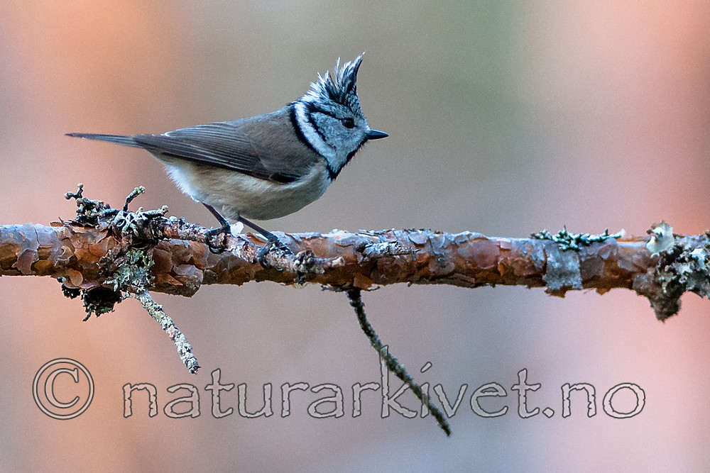 BB 12 0420 / Lophophanes cristatus / Toppmeis