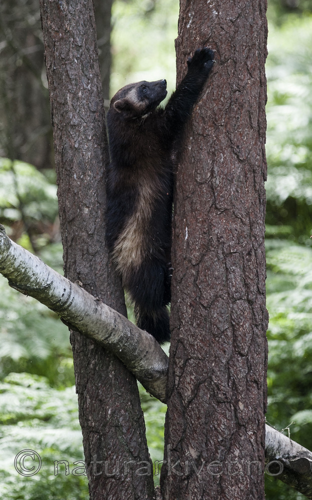 BB 12 0422 / Gulo gulo / Jerv