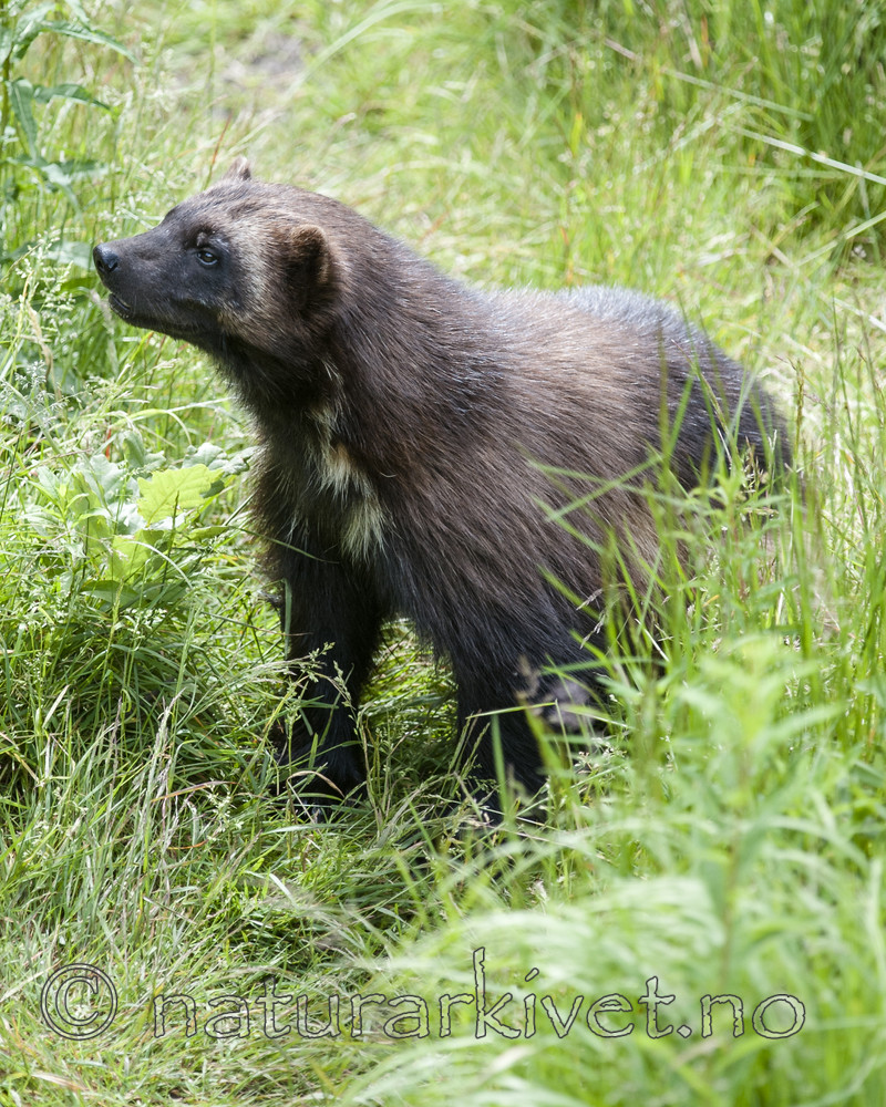 BB 12 0423 / Gulo gulo / Jerv