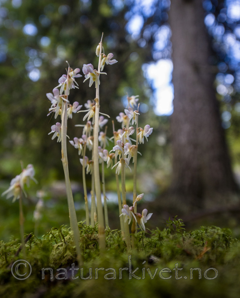 BB 12 0426 / Epipogium aphyllum / Huldreblom <br /> Picea abies / Gran