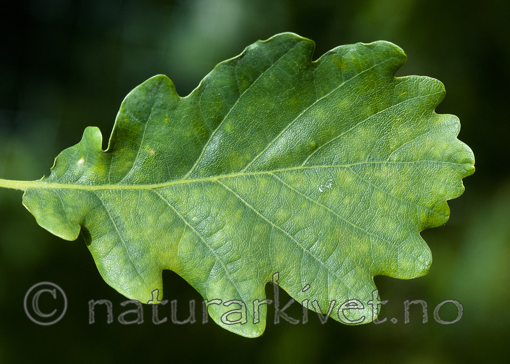 BB 12 0430 / Quercus petraea / Vintereik