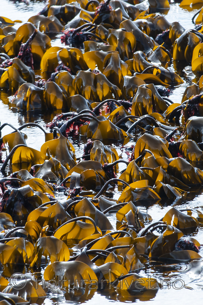 BB 12 0433 / Palmaria palmata / Søl