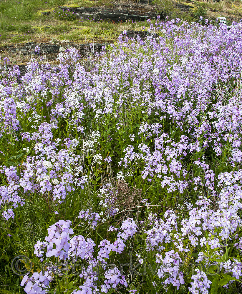 BB 12 0441 / Hesperis matronalis / Dagfiol