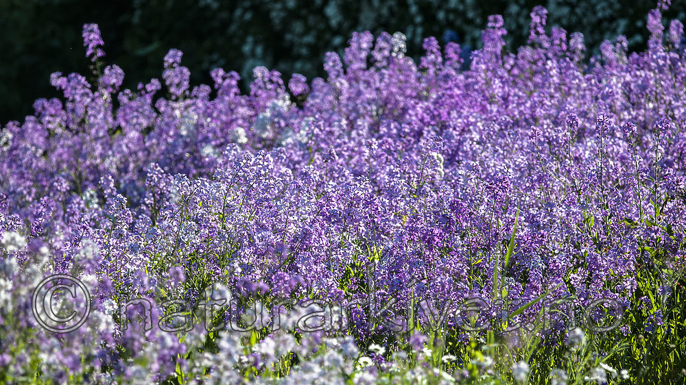 BB 12 0445 / Hesperis matronalis / Dagfiol