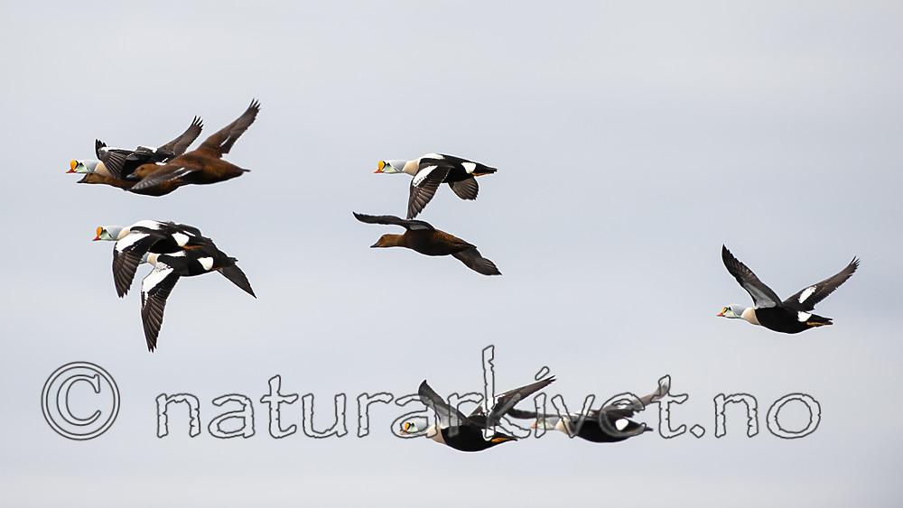 BB 12 0448 / Somateria spectabilis / Praktærfugl