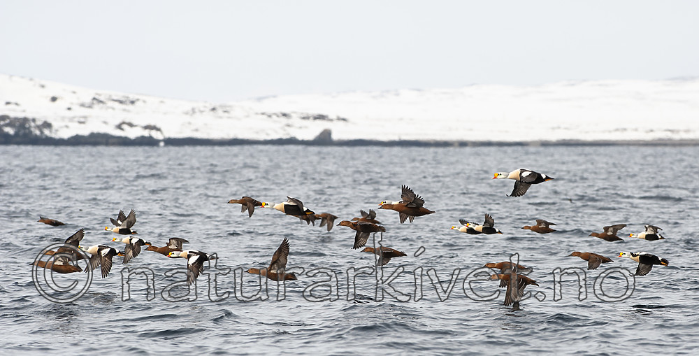 BB 12 0449 / Somateria spectabilis / Praktærfugl