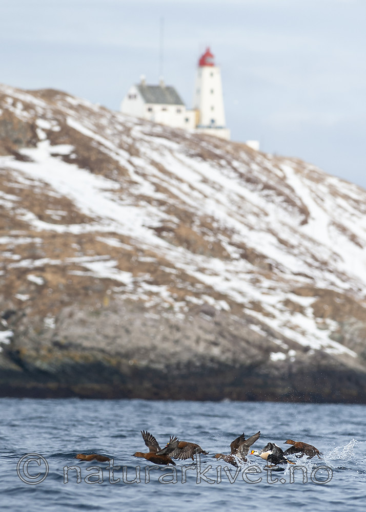 BB 12 0451 / Somateria spectabilis / Praktærfugl