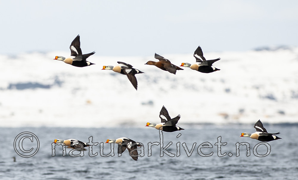 BB 12 0456 / Somateria spectabilis / Praktærfugl