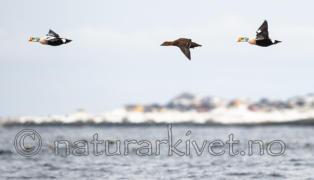 BB 12 0458 / Somateria spectabilis / Praktærfugl