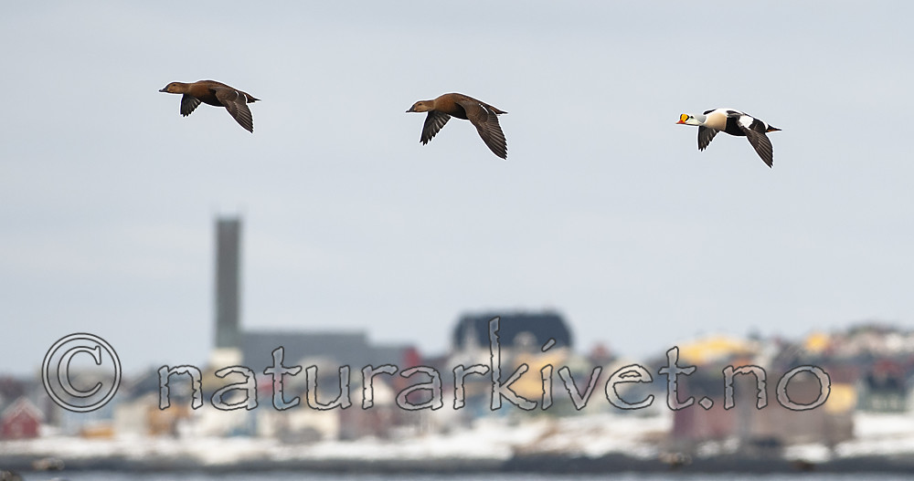 BB 12 0459 / Somateria spectabilis / Praktærfugl