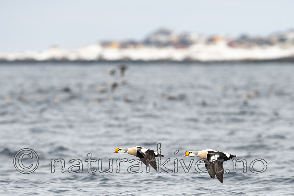 BB 12 0460 / Somateria spectabilis / Praktærfugl