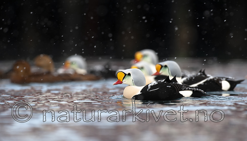 BB 12 0463 / Somateria spectabilis / Praktærfugl