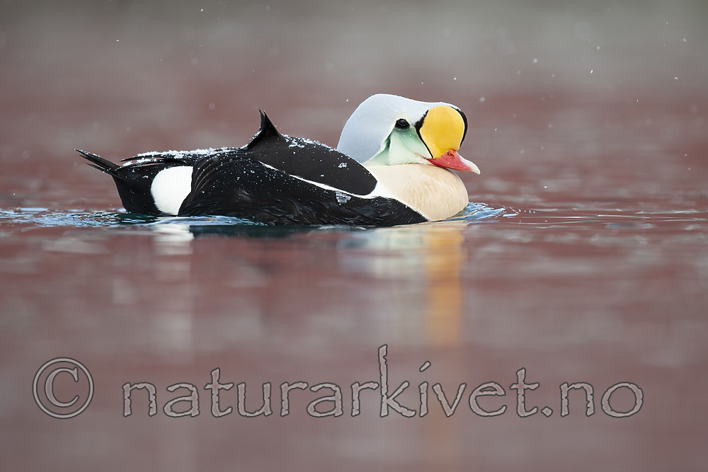 BB 12 0464 / Somateria spectabilis / Praktærfugl