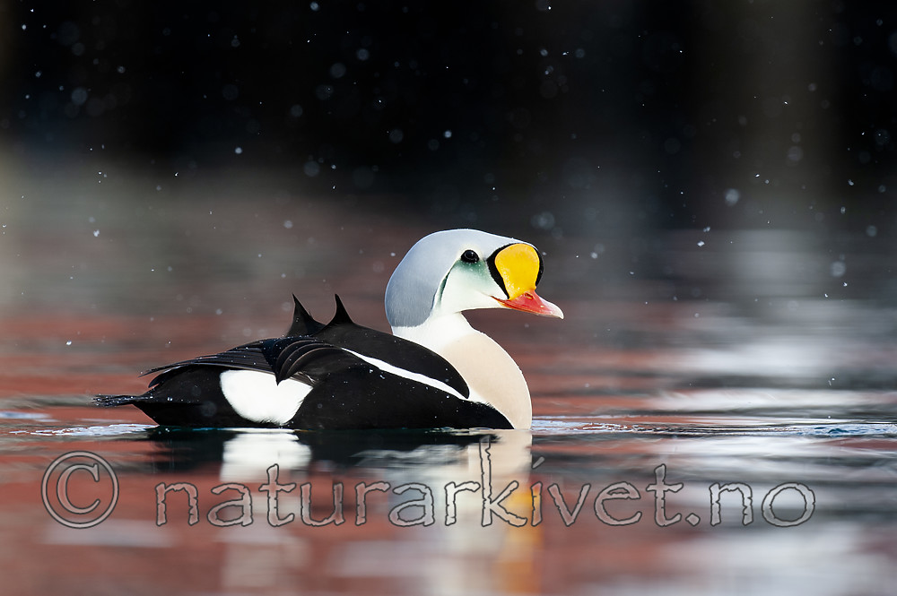 BB 12 0466 / Somateria spectabilis / Praktærfugl