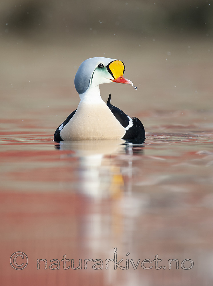 BB 12 0467 / Somateria spectabilis / Praktærfugl