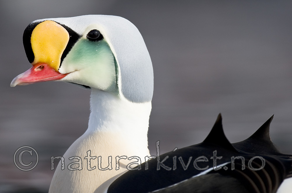 BB 12 0470 / Somateria spectabilis / Praktærfugl