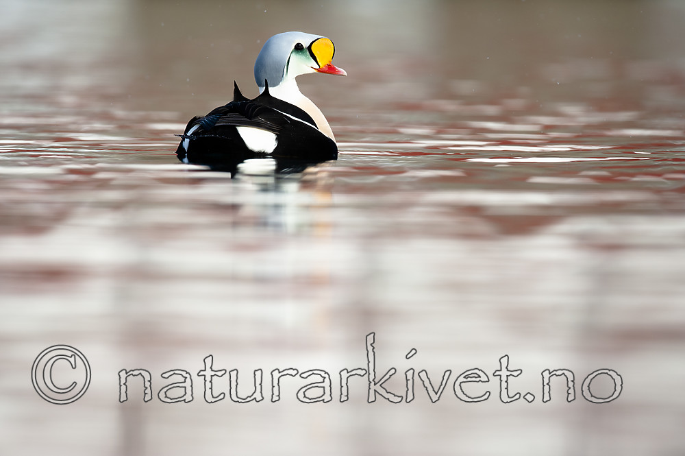 BB 12 0471 / Somateria spectabilis / Praktærfugl