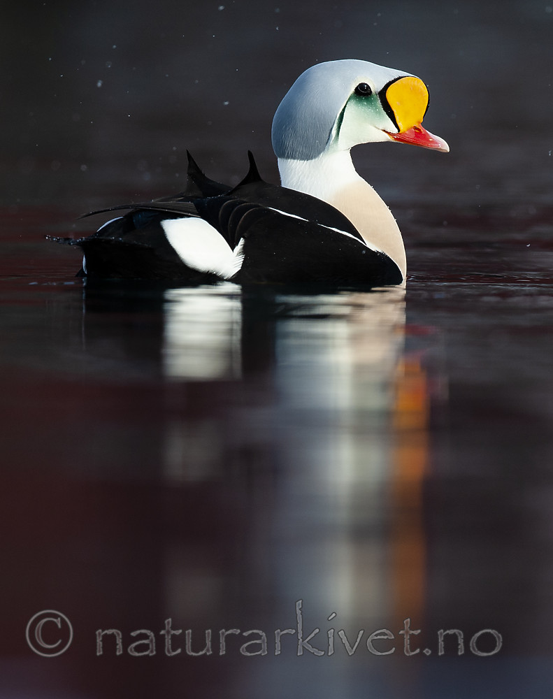 BB 12 0472 / Somateria spectabilis / Praktærfugl