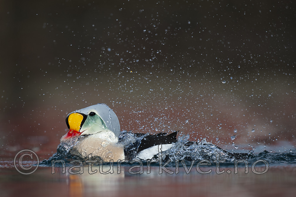 BB 12 0473 / Somateria spectabilis / Praktærfugl