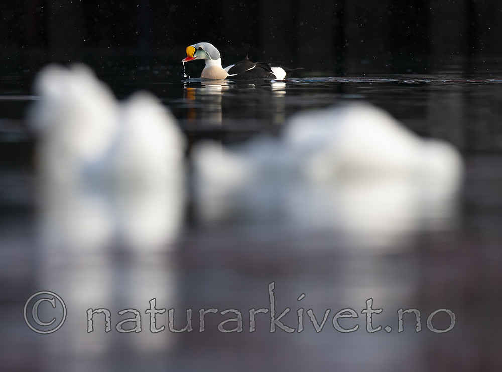 BB 12 0474 / Somateria spectabilis / Praktærfugl