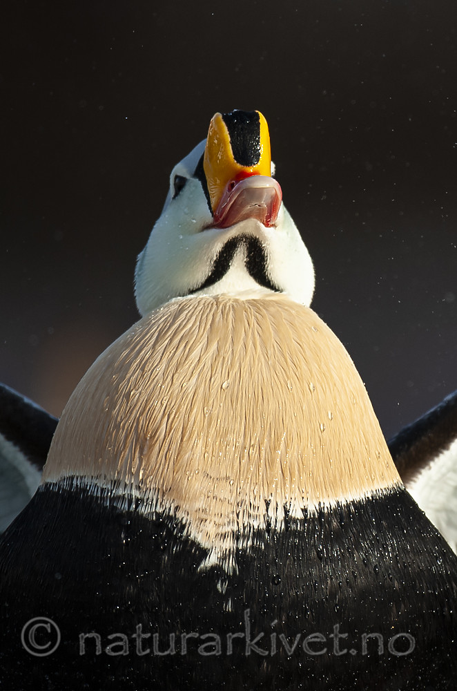 BB 12 0483 / Somateria spectabilis / Praktærfugl