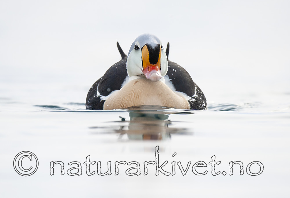 BB 12 0485 / Somateria spectabilis / Praktærfugl