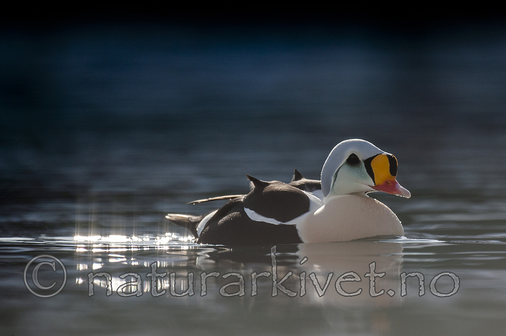 BB 12 0487 / Somateria spectabilis / Praktærfugl