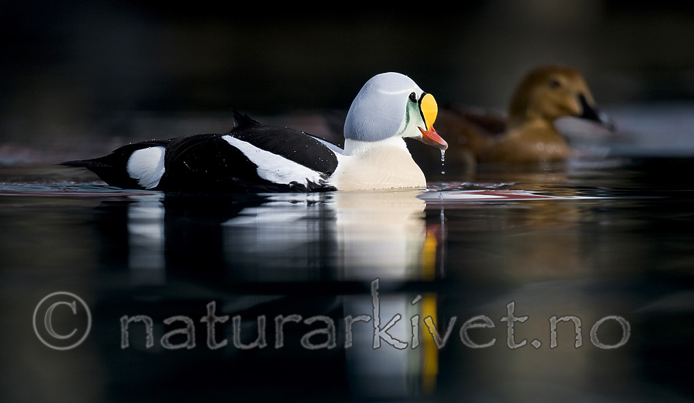 BB 12 0491 / Somateria spectabilis / Praktærfugl