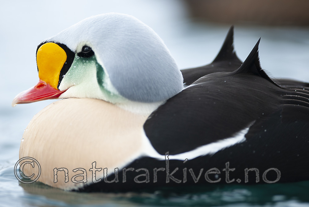 BB 12 0494 / Somateria spectabilis / Praktærfugl