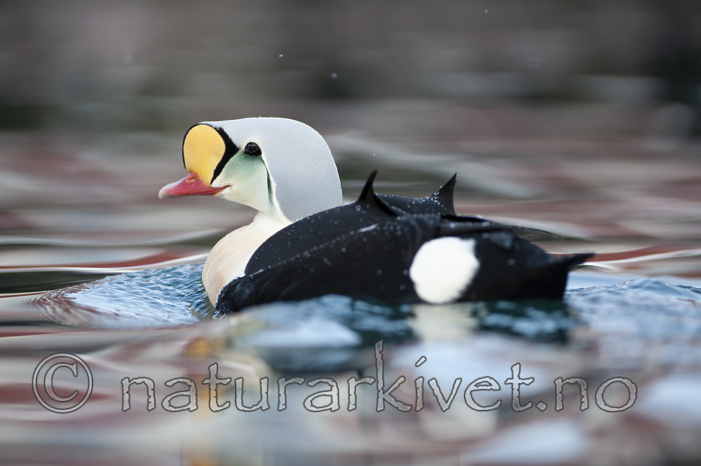 BB 12 0496 / Somateria spectabilis / Praktærfugl