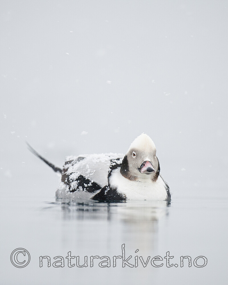 BB 12 0505 / Clangula hyemalis / Havelle