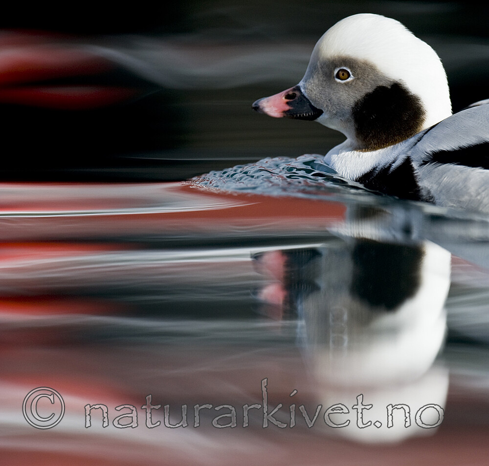 BB 12 0513 / Clangula hyemalis / Havelle