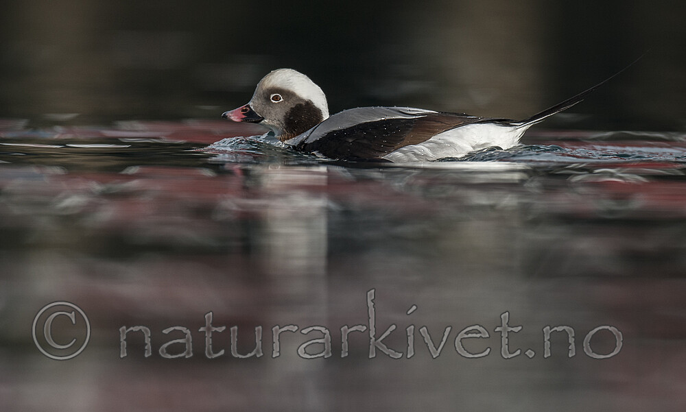 BB 12 0515 / Clangula hyemalis / Havelle