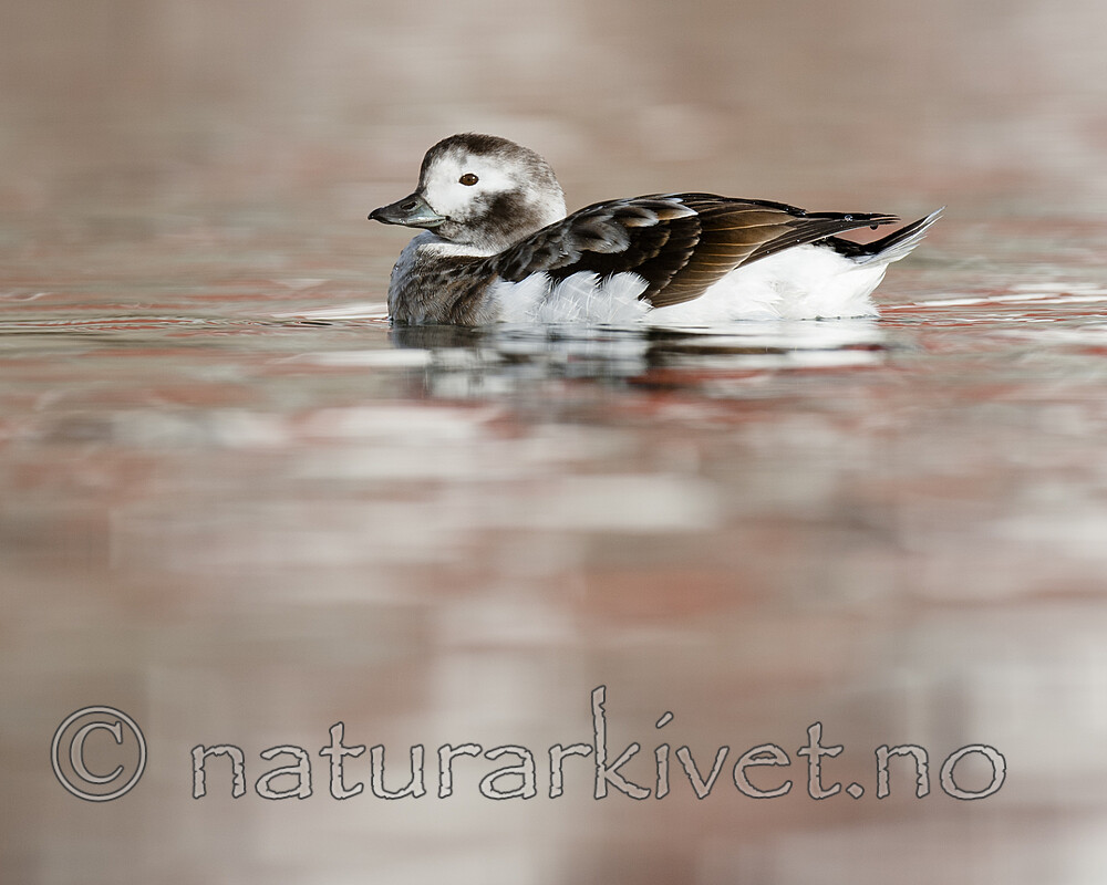 BB 12 0516 / Clangula hyemalis / Havelle