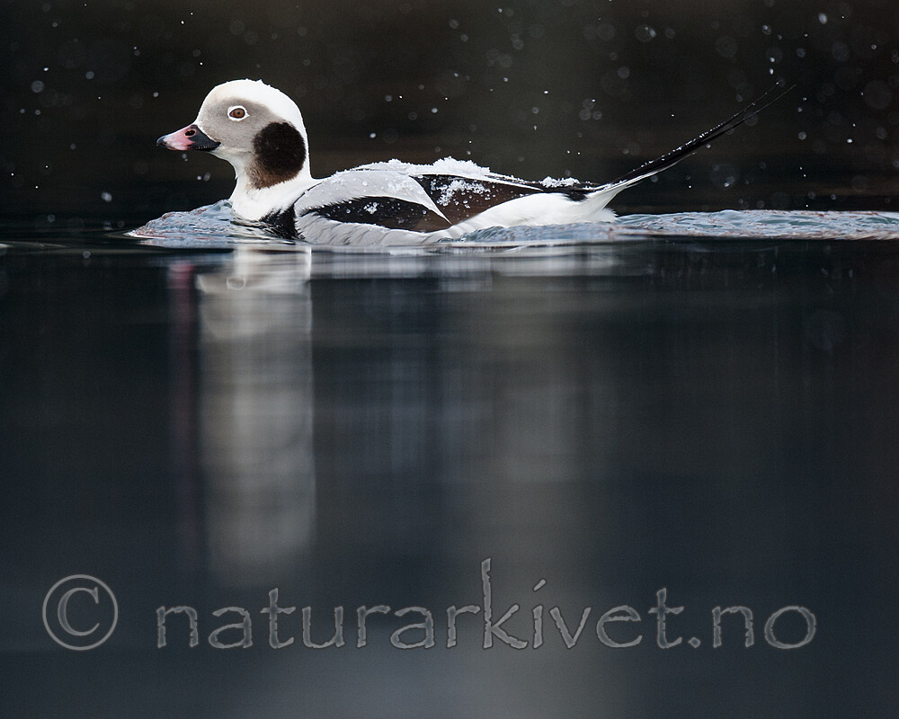 BB 12 0519 / Clangula hyemalis / Havelle