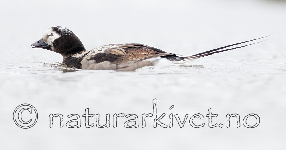 BB 12 0525 / Clangula hyemalis / Havelle
