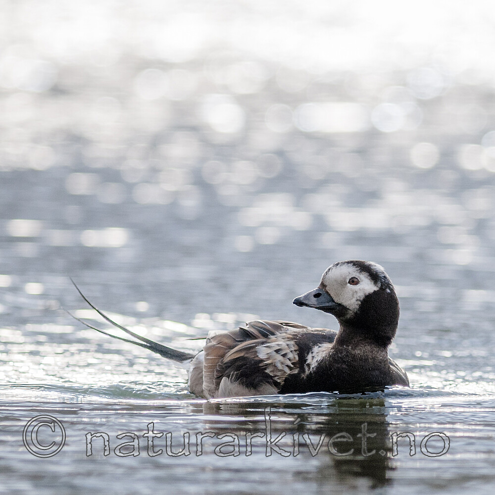 BB 12 0531 / Clangula hyemalis / Havelle