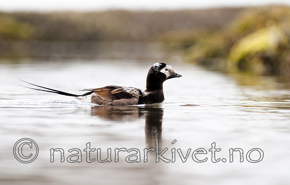 BB 12 0534 / Clangula hyemalis / Havelle