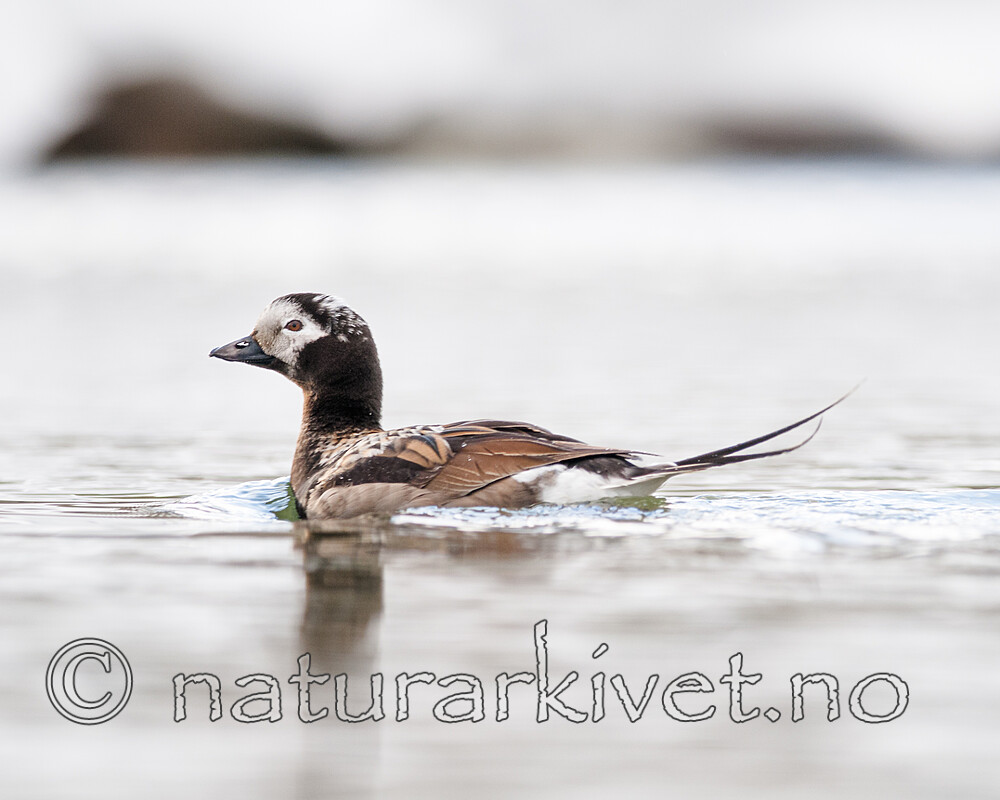 BB 12 0535 / Clangula hyemalis / Havelle