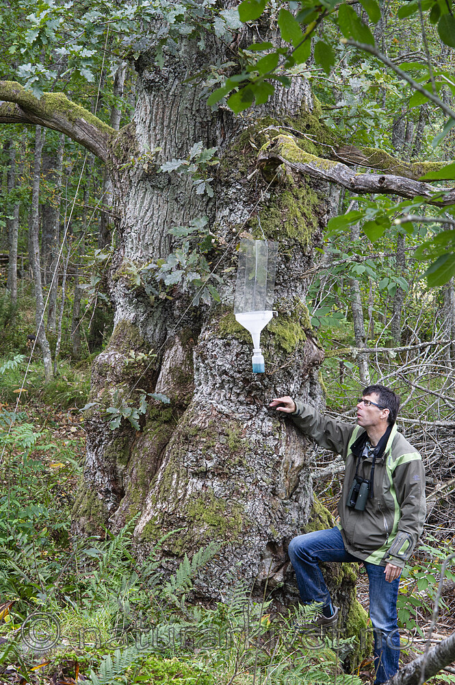 BB 12 0549 / Quercus robur / Sommereik